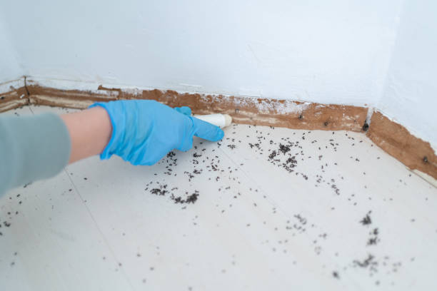 Best Flea Control Services  in Dillsburg, PA